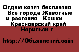 Отдам котят бесплатно  - Все города Животные и растения » Кошки   . Красноярский край,Норильск г.